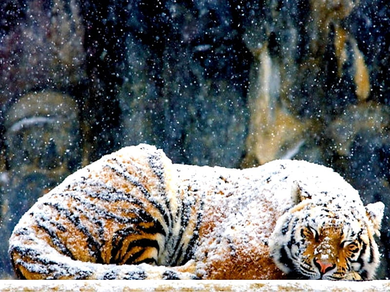HEAVY SNOW FALL, snow, wildlife, tigers, season, sleeping, animals, winter, HD wallpaper