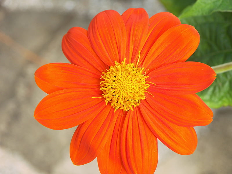 Orange Petal Flower, center, leaves, green, orange, flower, yellow, nature, petals, HD wallpaper
