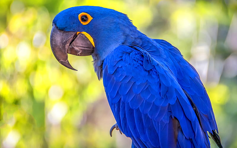 Hyacinth macaw, R, blue parrots, wildlife, macaw, Anodorhynchus hyacinthinus, parrots, HD wallpaper