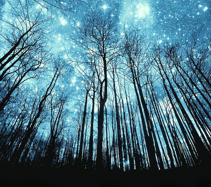 Blue, forest, night, sky, stars, tree, HD wallpaper | Peakpx