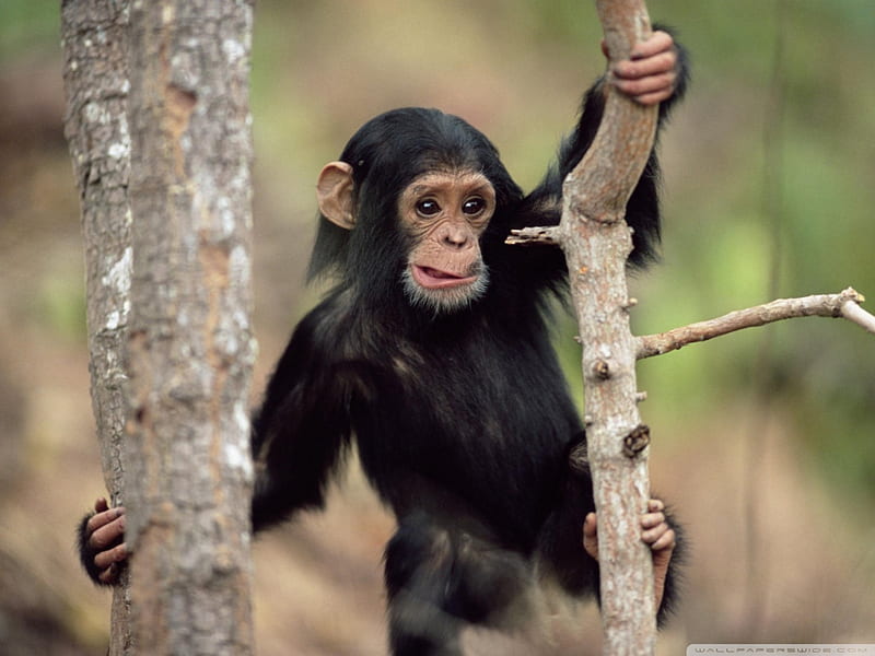young chimpanzee climbing gombe national park tanzania, primate, monkey, ape, chimpanzee, HD wallpaper
