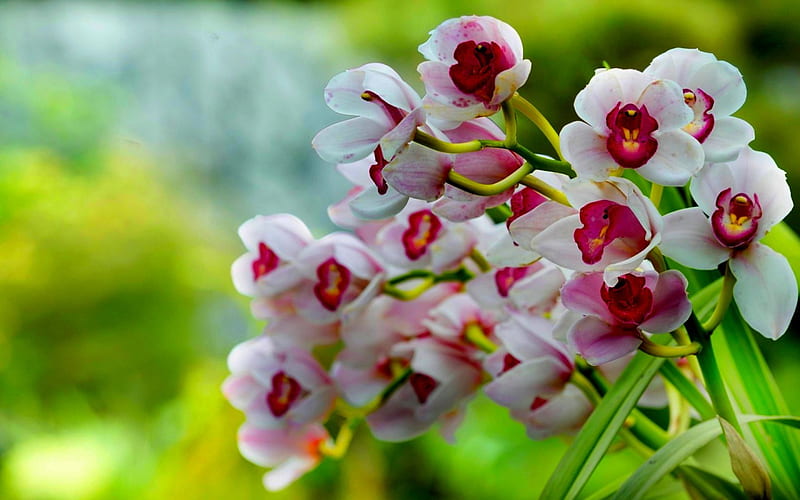 Orquídeas blancas, blanco, rosa, , orquídea, Fondo de pantalla HD | Peakpx