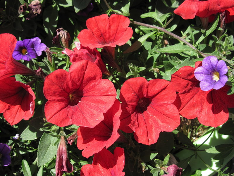 Red Petunias Flowers day 37, red, graphy, purple, Petunias, green, flowers, HD wallpaper