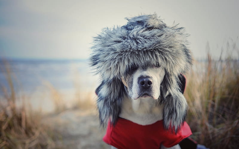 :), caine, funny, fur, dog, animal, winter, hat, HD wallpaper
