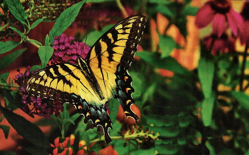 Tiger Swallowtail 1, swallowtail, tiger, floral, animal, graphy, butterfly, wide screen, wildlife, flower, HD wallpaper