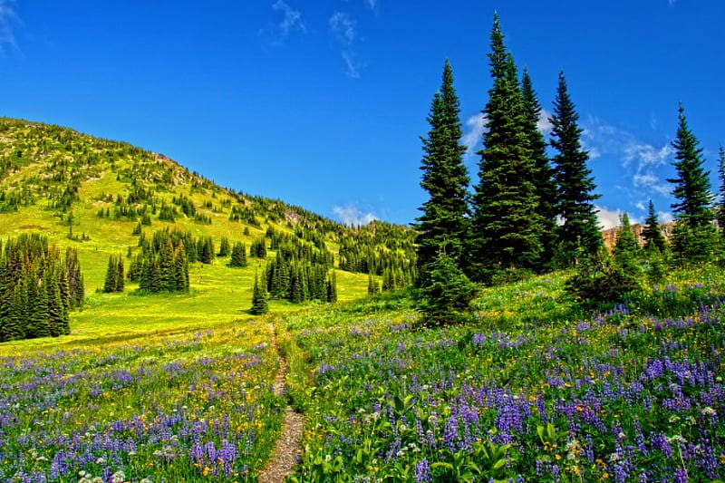 Mountain wildflowers, grass, bonito, carpet, pass, mountain, green ...