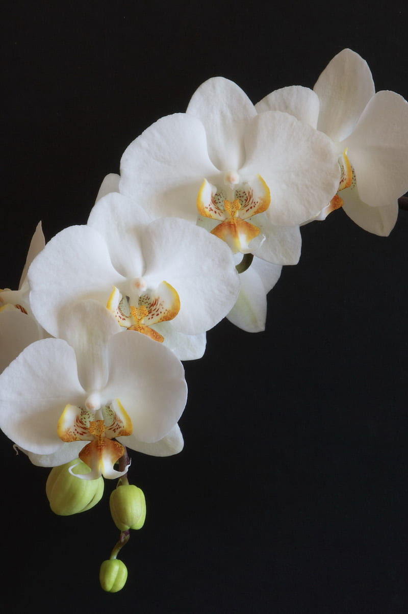 Orchid, bentham, black, colin, flower, white, HD phone wallpaper