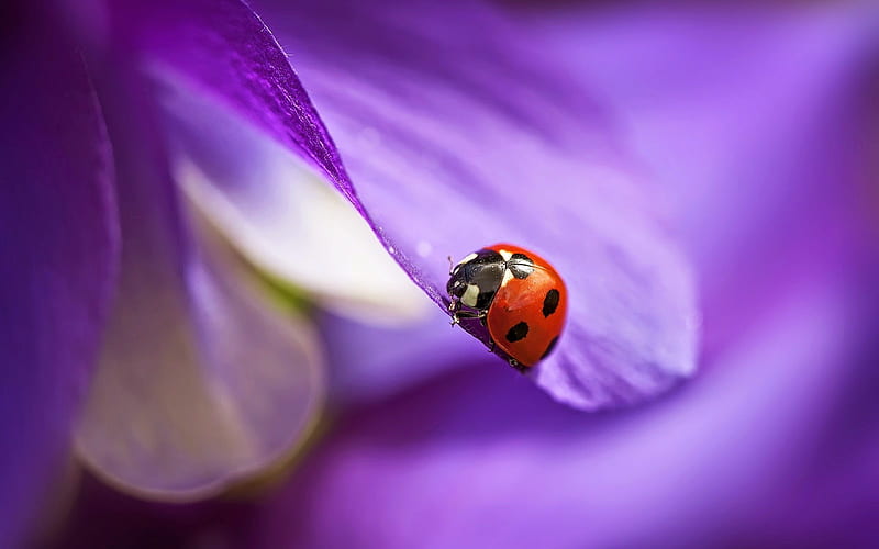 Ladybug and Flower, pretty, Ladybug, Nature, Flower, HD wallpaper | Peakpx