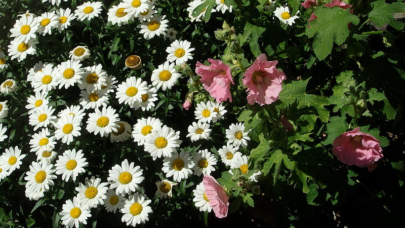 Daisies and Hollyhocks, daisies, garden, flowers, hollyhocks, HD wallpaper