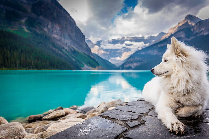 A white dog sitting on a rock formation near a large mountain pond., HD wallpaper