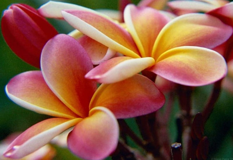 Plumeria, flowers, nature, pink, HD wallpaper | Peakpx