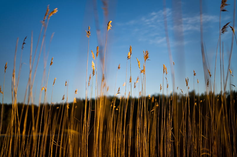 reeds, ears, grass, plant, nature, HD wallpaper