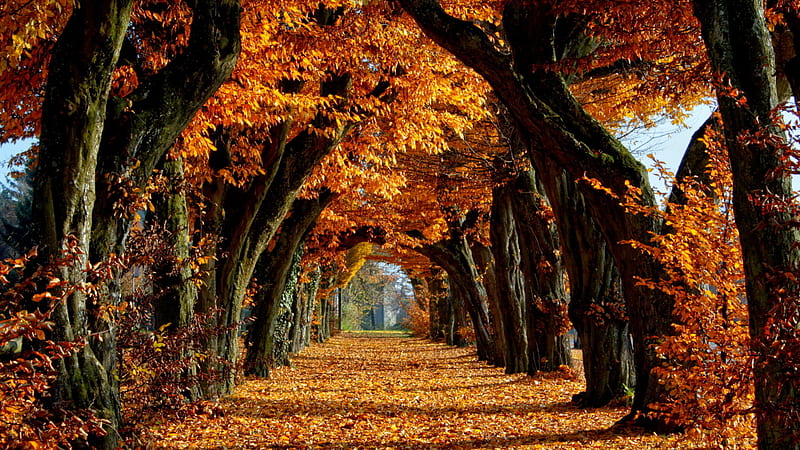 Autumn Tunnel, autumn, leaves, lovely, color, bonito, tunnel, trees, foliage, HD wallpaper