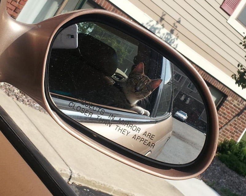 Boomer in the Car, mirror, reflection, cat, car, HD wallpaper