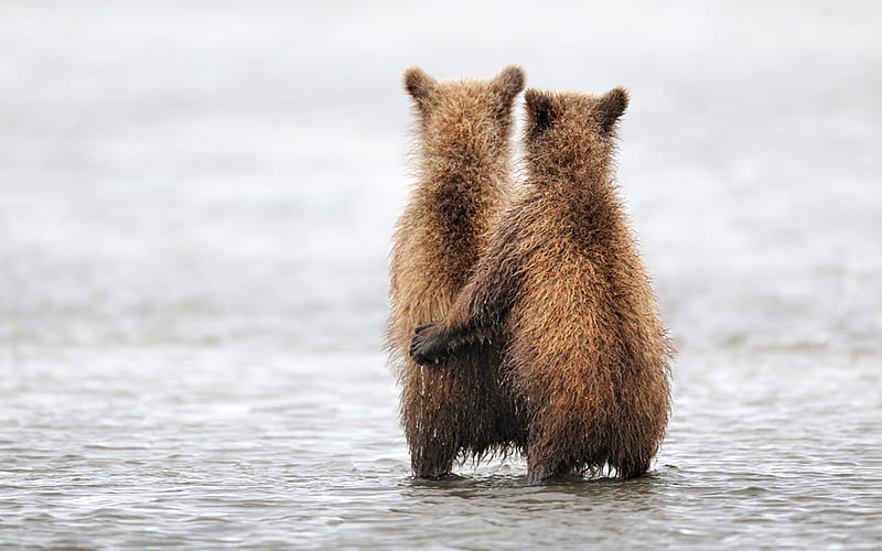 Bear hugs to all in DN!!!!!!, bear, cute, hug, animal, HD wallpaper