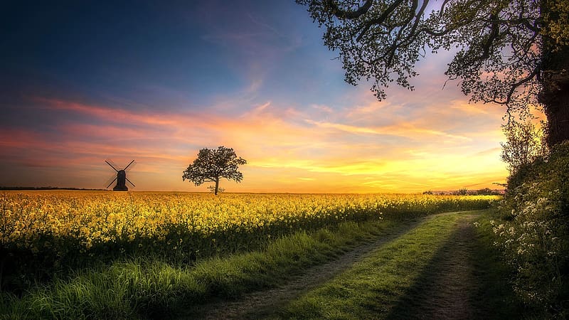 Field of Rape at Sunset, Germany, sky, blossoms, colors, landscape, trees, clouds, HD wallpaper