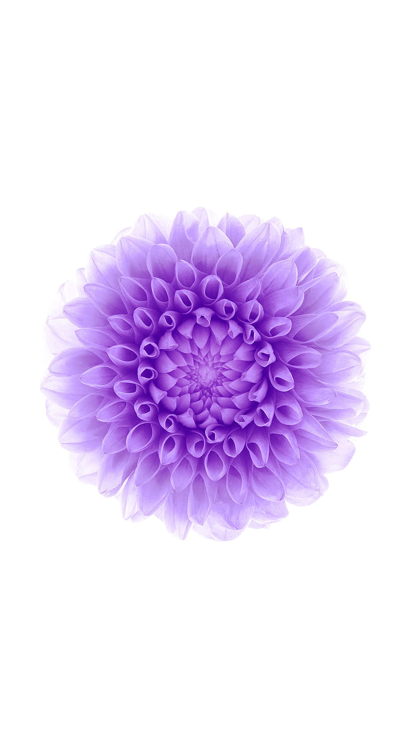 Iphone 6 plus, awesomestic, flower, purple, HD phone wallpaper