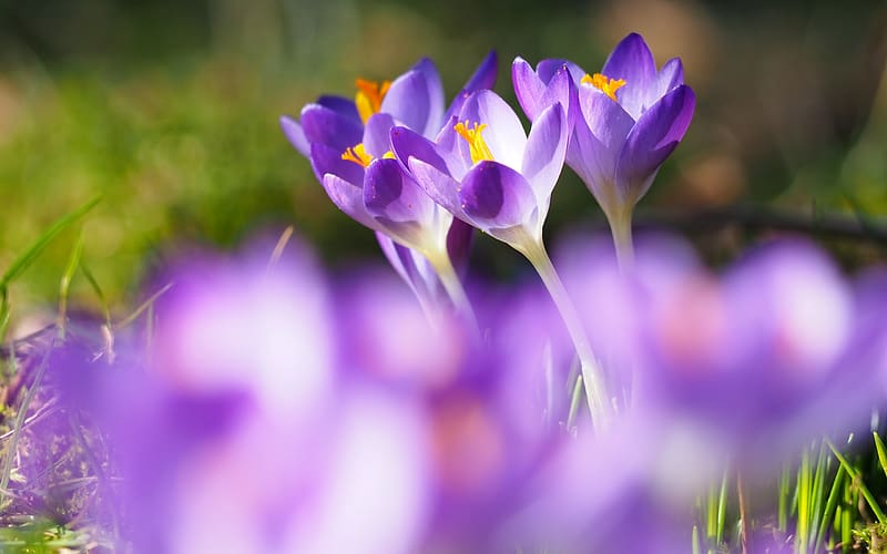 Crocuses, spring, crocus, flower, purple, nature, primavara, HD ...