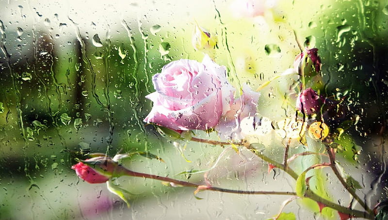 Raindrops On Roses, window, rain drops, summer, flowers, nature, rain, trees, HD wallpaper