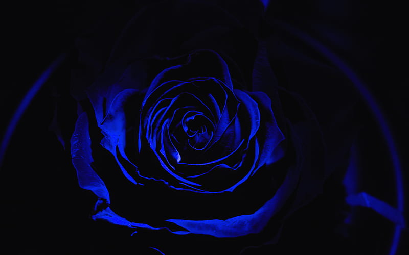 blue rose, darkness, close-up, roses, blue flowers, blue roses, HD wallpaper