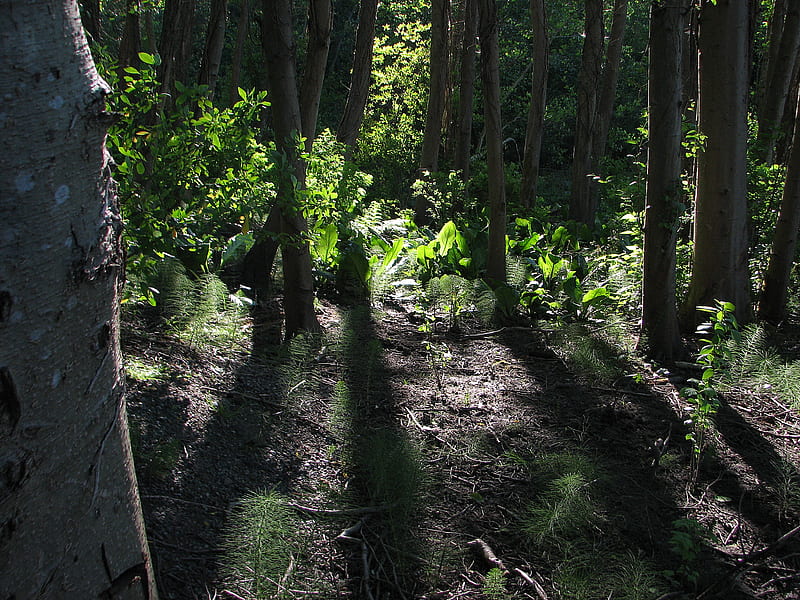 2 of 3 forest evening shadows near Dumas Bay, shadows, forest, quiet, evening, HD wallpaper