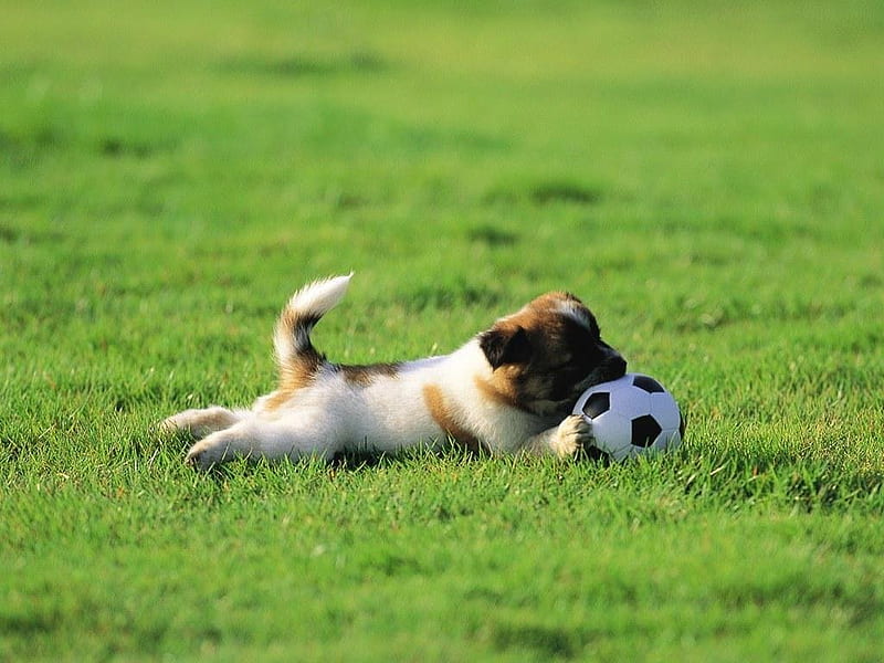 My ball, ball, grass, football, puppy, dog, HD wallpaper