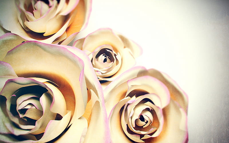 Roses, Glamour, background, bonito, Fancy, Gold, HD wallpaper | Peakpx