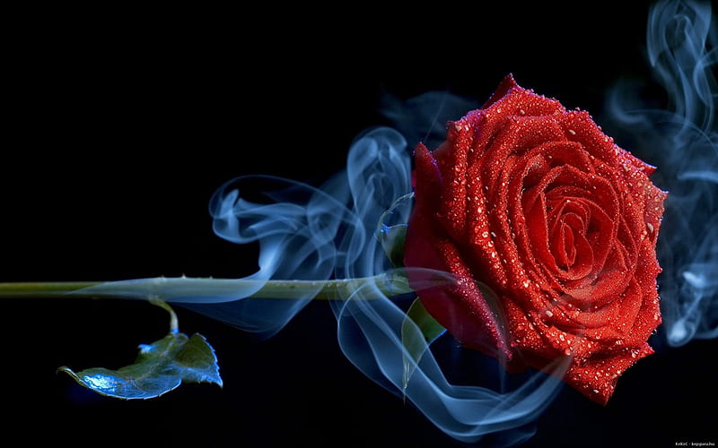 ✿...Gem...✿, red rose, drop, rose, gem, flowers, petals, smoke, HD wallpaper