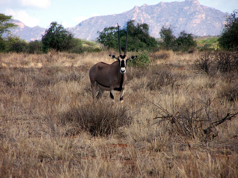 Oryx (Gemsbok), Oryx, Samburu Game reserve, Gemsbok, Kenya, HD wallpaper