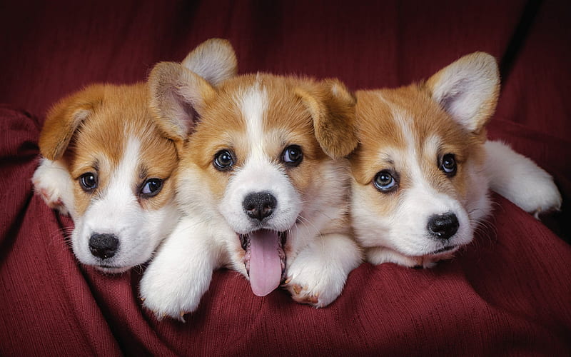 Welsh Corgi, three small puppies, small cute dogs, pets, puppies ...