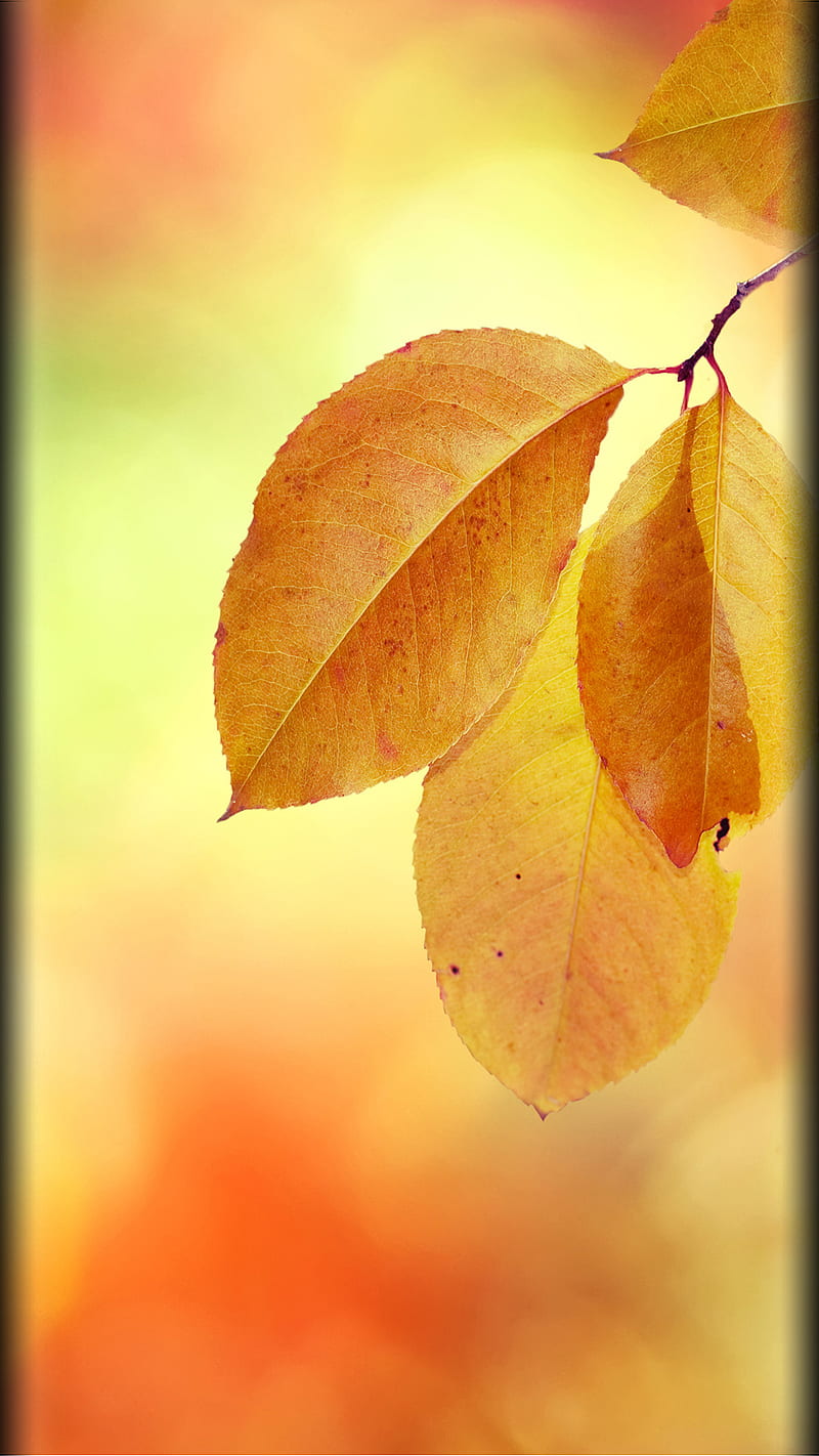 Autumn leaves, beauty, edge style, gold, nature, s7, HD phone wallpaper