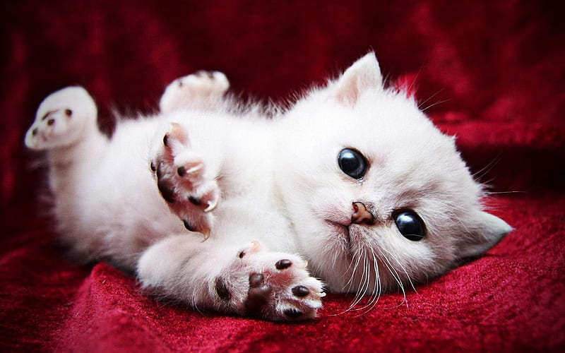 Persian Cat, kitten, white cat, blue eyes, fluffy cat, cats, domestic cats, pets, Persian, HD wallpaper