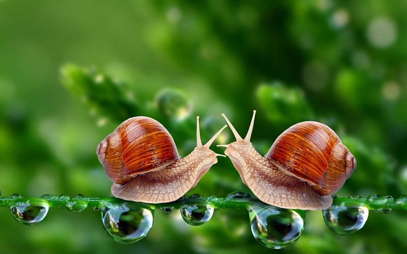 Snails, green, animals, water drops, HD wallpaper