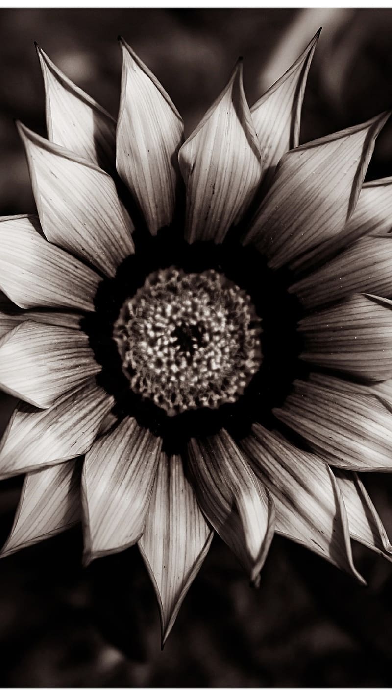 Flores negras florales oscuras, flores negras, oscuro, floral, Fondo de  pantalla de teléfono HD | Peakpx