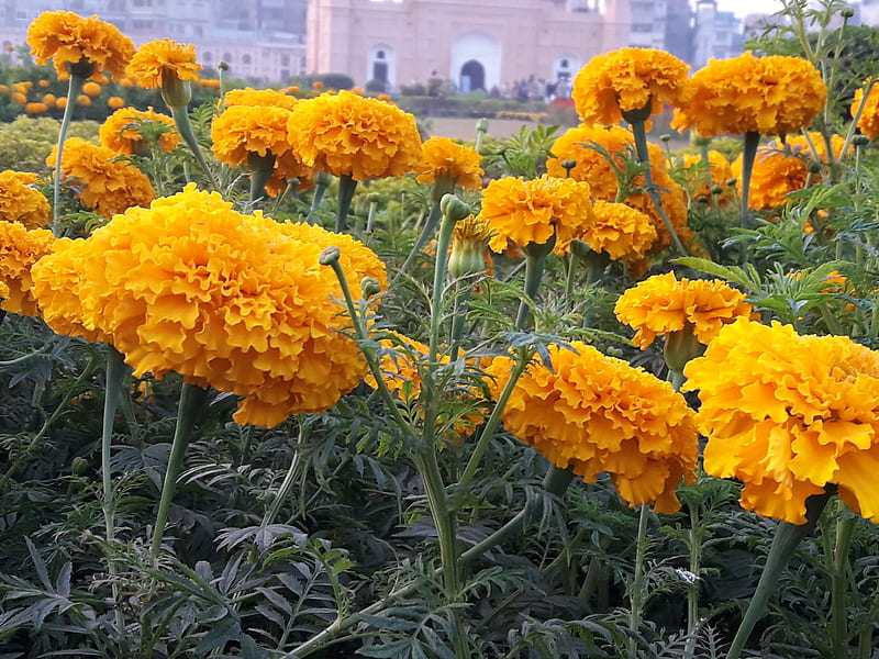 Many Gandha Flowers, yellow, flowers, bud, Gada, HD wallpaper