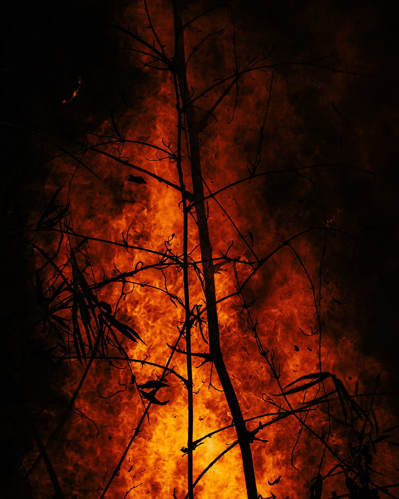burning wood, HD phone wallpaper