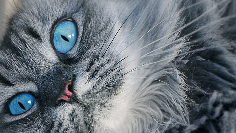 Kitten, cute, face, cat, blue eyes, animal, pisica, HD wallpaper