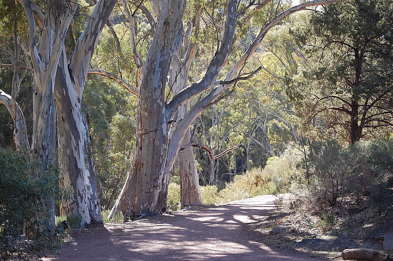 Country Road, gum trees, wilpena pound, flinders, trees, HD wallpaper