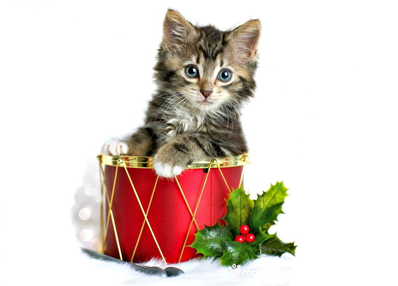 Christmas kitten, red, craciun, christmas, mistletoew, drum, cat, cute, green, rachael hale, kitten, white, HD wallpaper