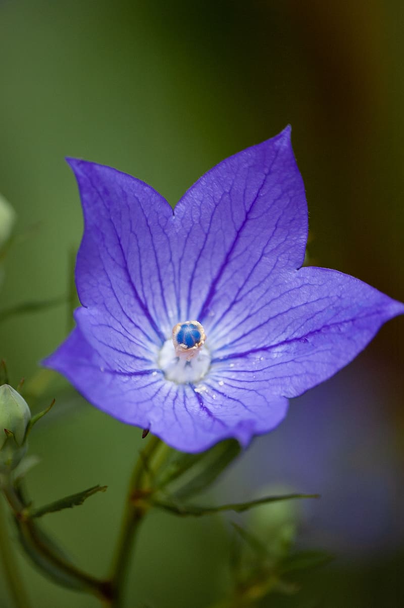 platycodon, flower, petals, purple, macro, HD phone wallpaper