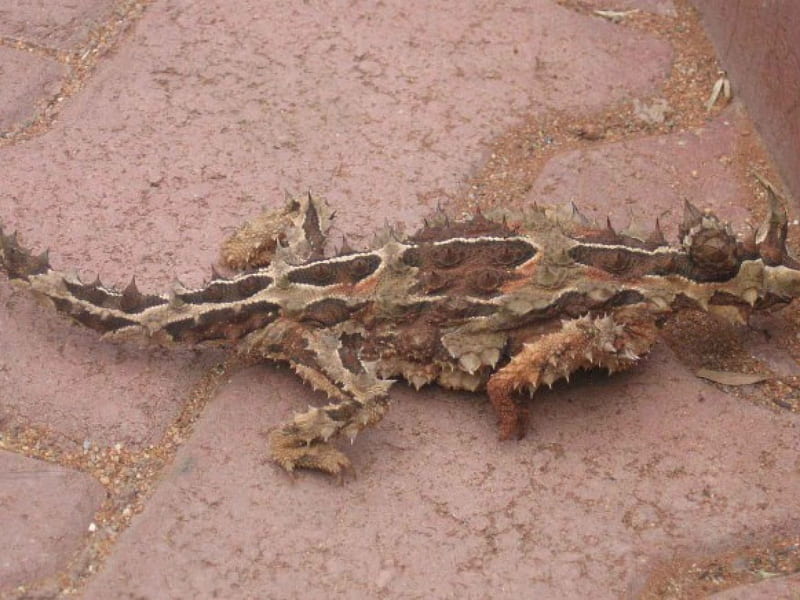 Thorny Devil, australia, lizard, desert, reptile, HD wallpaper