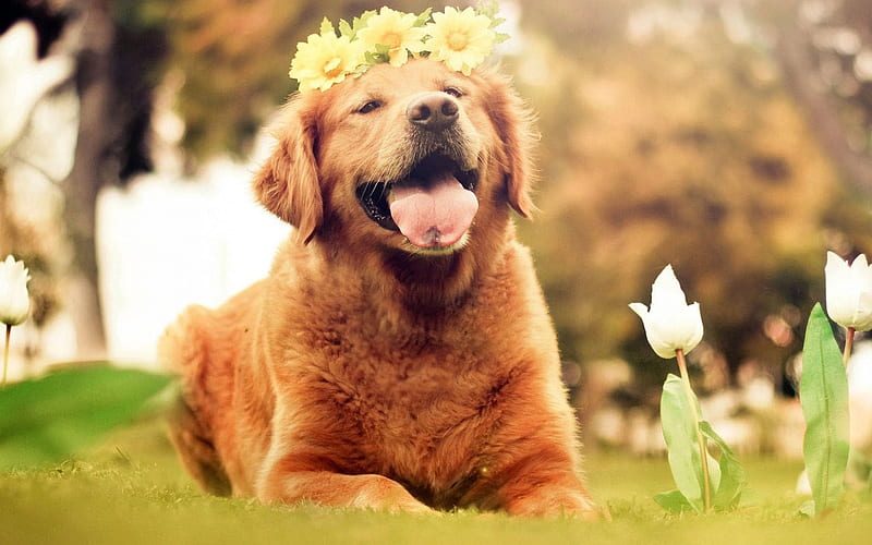 labrador, lawn, retriever, pets, flowers, cute animals, labradors, golden retriever, HD wallpaper