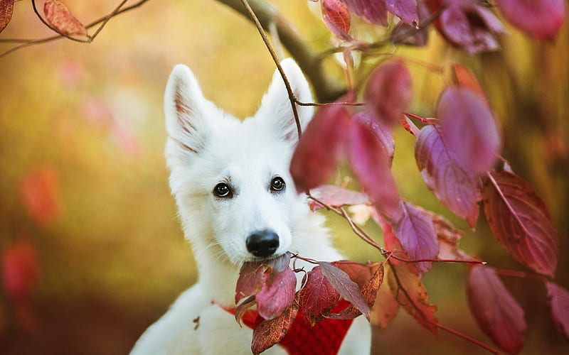White Swiss Shepherd, autumn, puppy, pets, close-up, White Shepherd, dogs, Berger Blanc Suisse, White Shepherd Dog, HD wallpaper