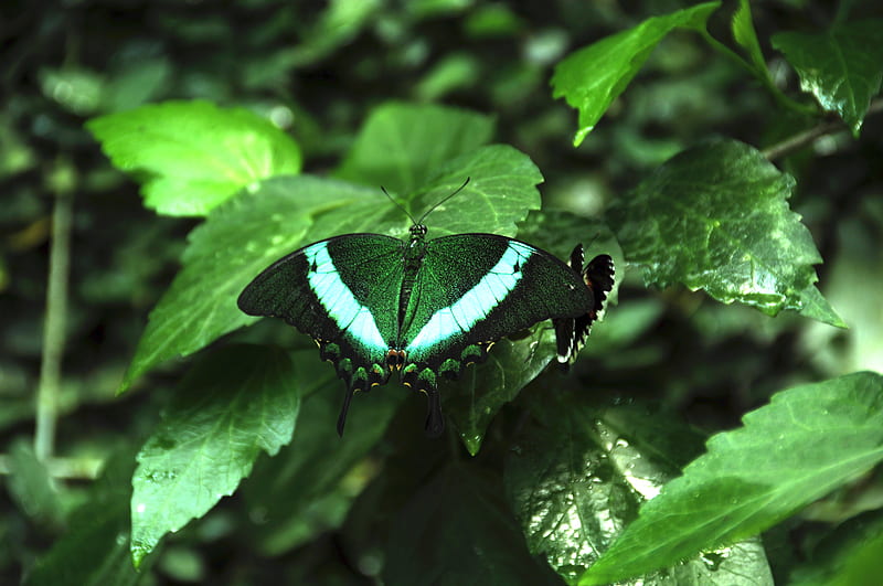 tropical butterfly, butterfly, wings, pattern, plants, green, HD wallpaper