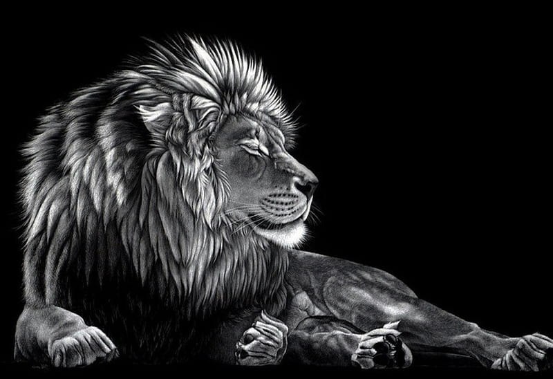 lion, black, face, leon, lions, HD wallpaper