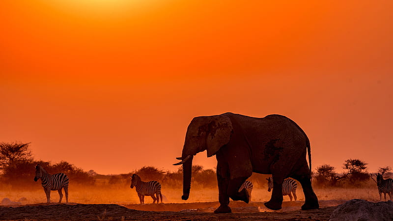 Elephant And Zebras Are Standing In Red Yellow Sky Background Elephant, HD wallpaper
