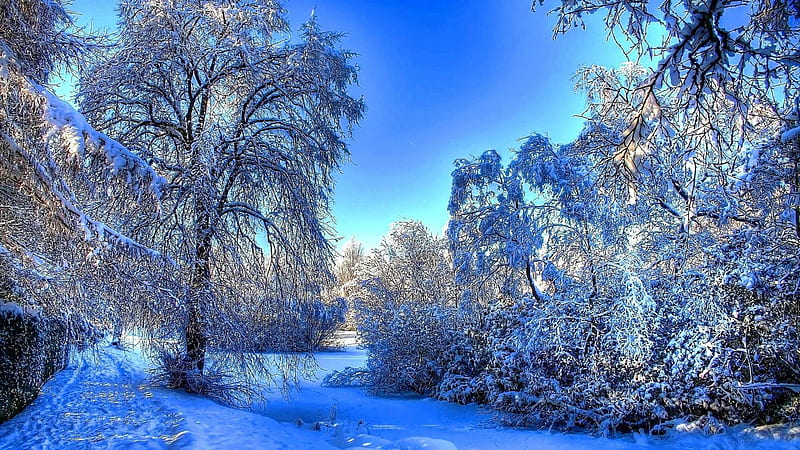 Snow Covered Trees Branches Field Background Blue Sky Winter, HD wallpaper