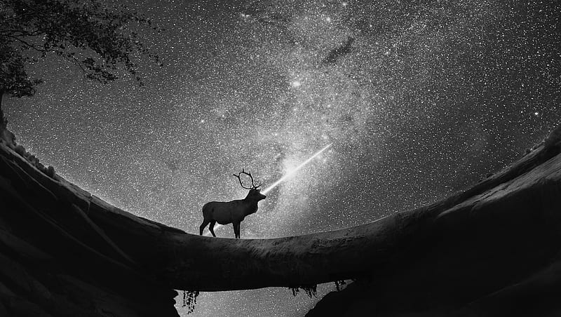 Reindeer Shooting Star, reindeer, monochrome, black-and-white, animals, artist, artwork, digital-art, HD wallpaper