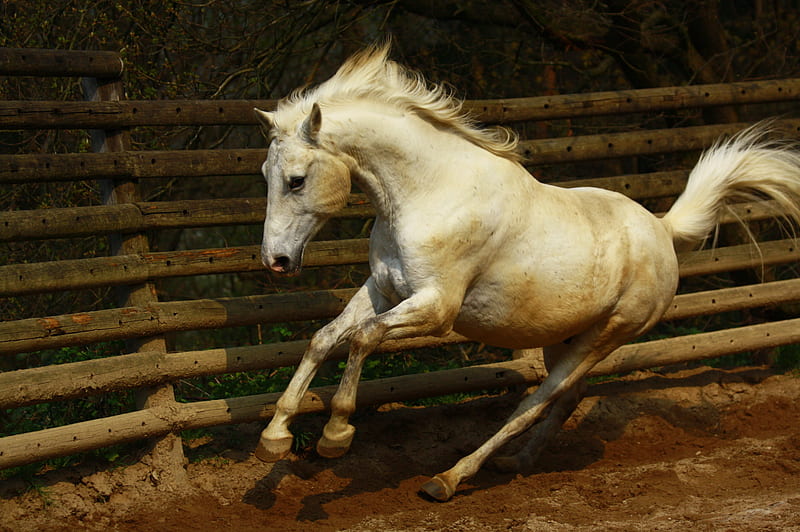 I Feel Good, playful, frisky, white, horse, arabian, HD wallpaper