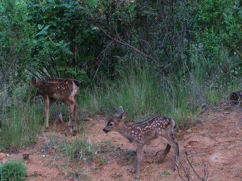 Deer calfs, walking, white, spots, woods, HD wallpaper